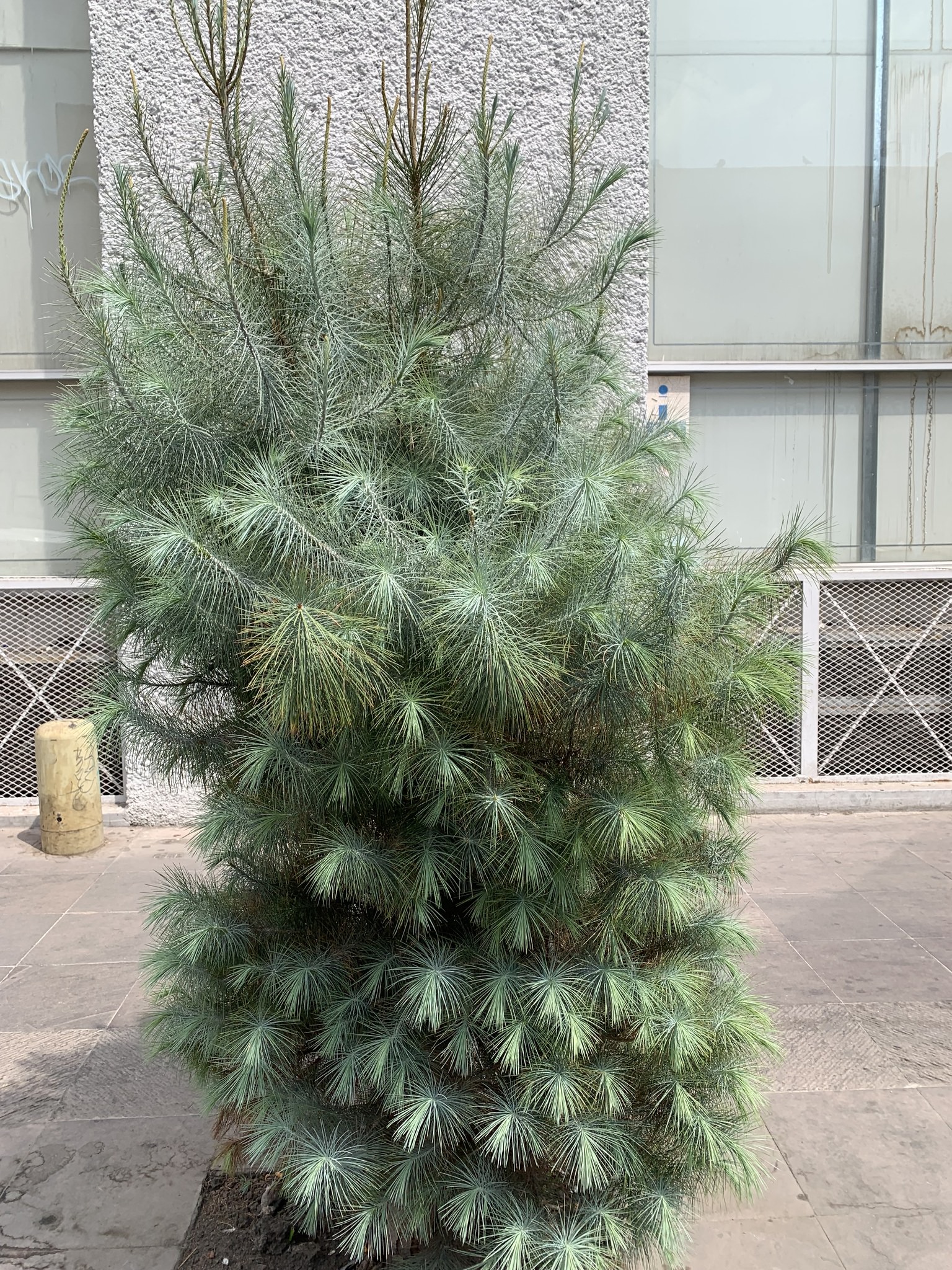 Pinus maximartinezii